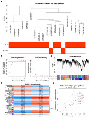 Identification of key potassium channel genes of temporal lobe epilepsy by bioinformatics analyses and experimental verification
